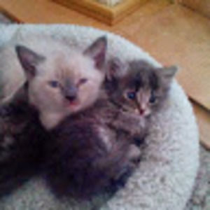 Meet your Posher, Shelly